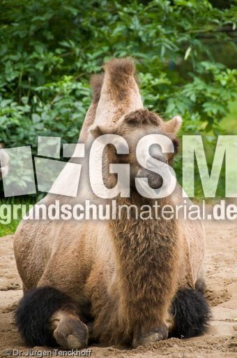 Kamel (90 von 108).jpg